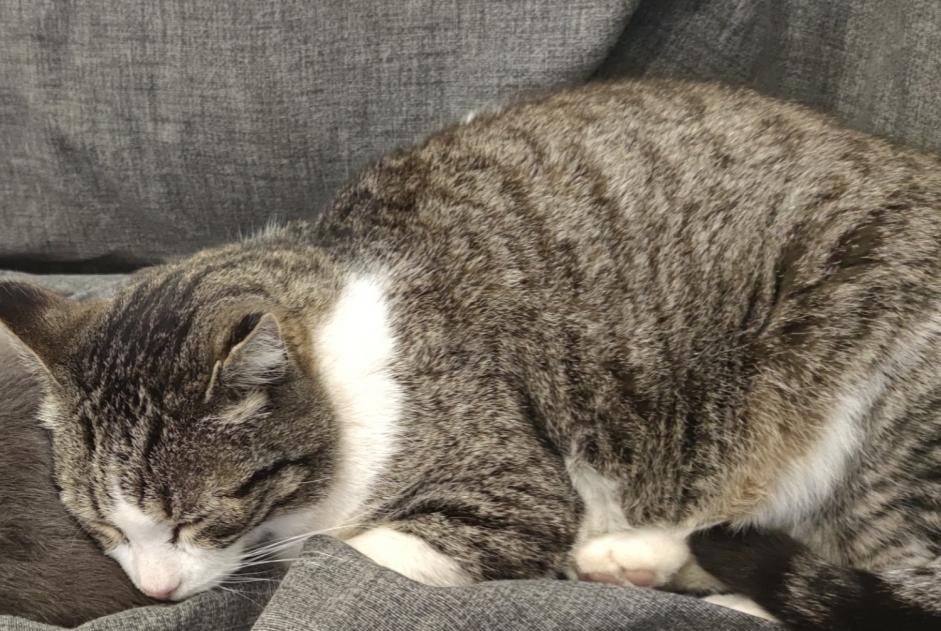 Vermisstmeldung Katze Männliche , 16 jahre La Bouilladisse Frankreich