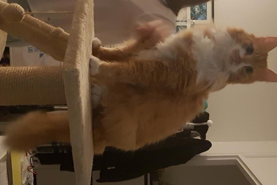 Vermisstmeldung Katze  Männliche , 11 jahre Saint-Hilaire-Saint-Mesmin Frankreich
