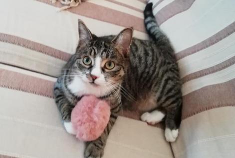 Vermisstmeldung Katze  Weiblich , 5 jahre Niergnies Frankreich