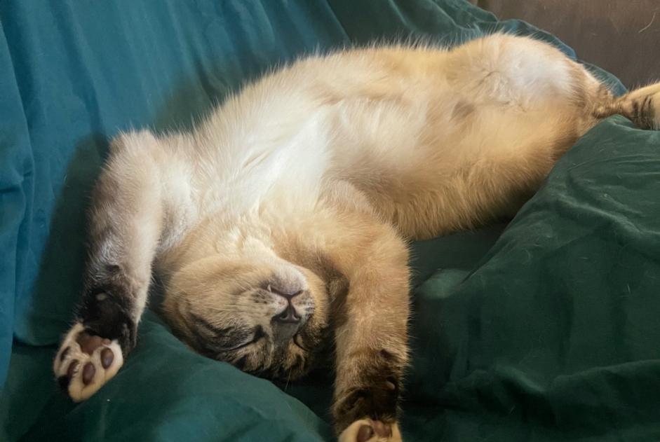 Vermisstmeldung Katze rassenmischung Männliche , 1 jahre Mériel Frankreich