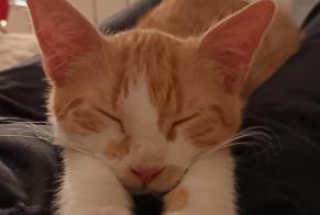 Vermisstmeldung Katze Männliche , 1 jahre Rezé Frankreich