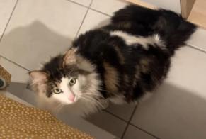 Vermisstmeldung Katze rassenmischung Männliche , 2 jahre Toulouse Frankreich