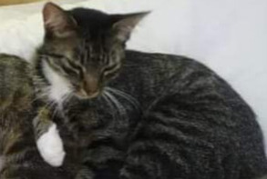 Vermisstmeldung Katze  Weiblich , 10 jahre Busserolles Frankreich