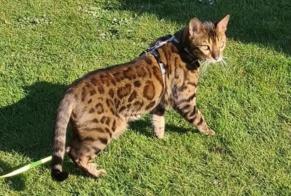 Vermisstmeldung Katze  Männliche , 9 jahre Mons Belgien