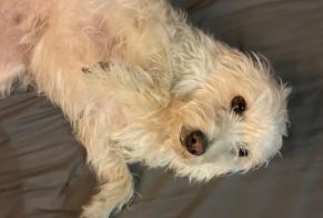 Fundmeldung Hund rassenmischung Weiblich Antibes Frankreich