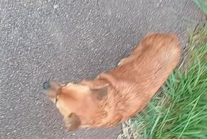 Vermisstmeldung Hund rassenmischung Weiblich , 10 jahre Beaune-la-Rolande Frankreich