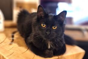 Vermisstmeldung Katze rassenmischung Weiblich , 1 jahre Tourcoing Frankreich