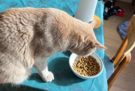 Vermisstmeldung Katze  Männliche , 2 jahre Saint-Nazaire Frankreich