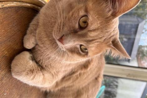 Vermisstmeldung Katze  Männliche , 2 jahre Saint-Nazaire Frankreich