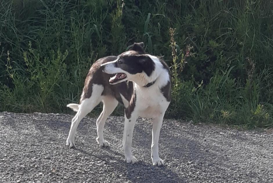 Fundmeldung Hund rassenmischung Weiblich Saint-André-de-Roquelongue Frankreich