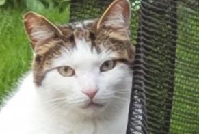 Vermisstmeldung Katze Männliche , 5 jahre Croix Frankreich