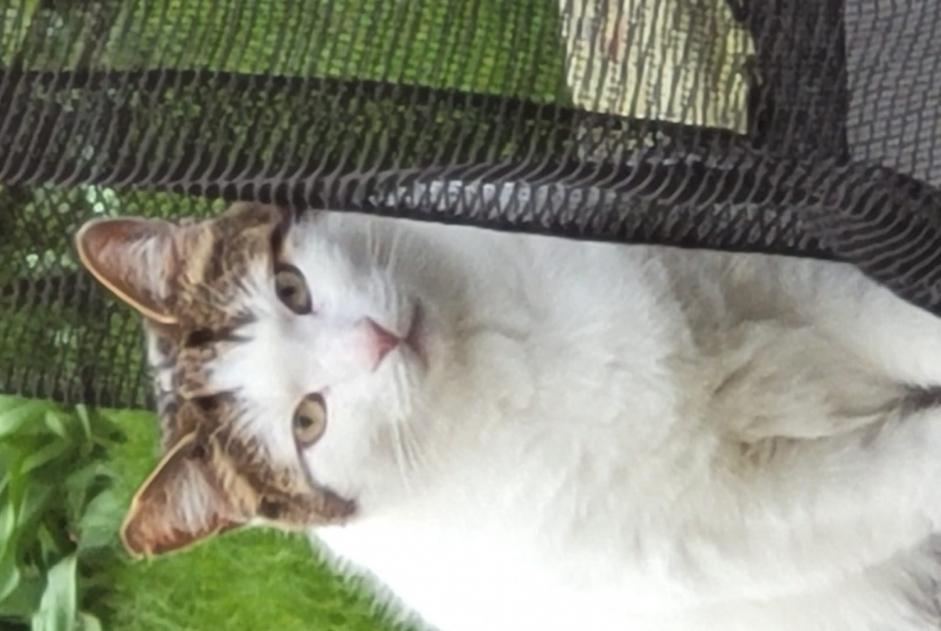 Vermisstmeldung Katze Männliche , 5 jahre Croix Frankreich