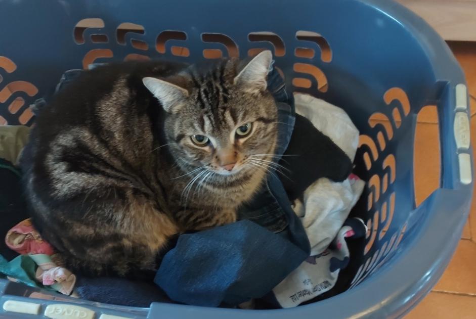 Vermisstmeldung Katze Männliche , 5 jahre Anhée Belgien