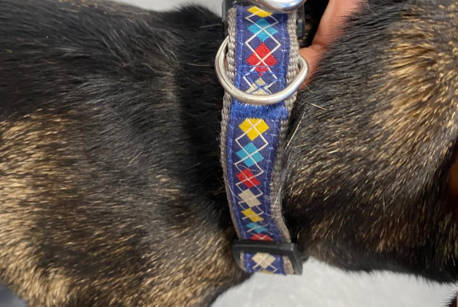 Fundmeldung Hund rassenmischung Weiblich Coti-Chiavari Frankreich