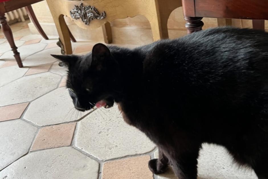 Vermisstmeldung Katze Männliche , 9 jahre Libourne Frankreich