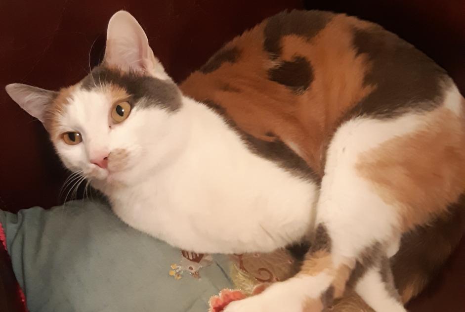 Vermisstmeldung Katze rassenmischung Weiblich , 4 jahre Colmar Frankreich