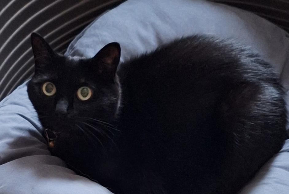 Vermisstmeldung Katze Weiblich , 14 jahre Tervuren Belgien