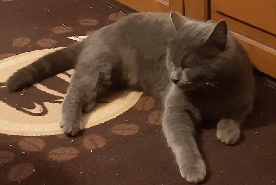 Vermisstmeldung Katze Männliche , 4 jahre Saint-Vincent-de-Boisset Frankreich