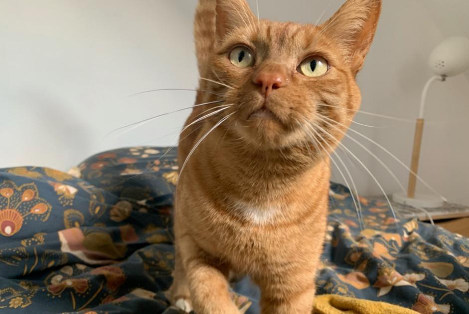 Vermisstmeldung Katze rassenmischung Männliche , 7 jahre Orée d'Anjou Frankreich