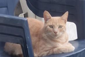 Vermisstmeldung Katze rassenmischung Männliche , 3 jahre La Louvière Belgien