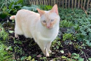 Vermisstmeldung Katze rassenmischung Männliche , 3 jahre Thaon Frankreich