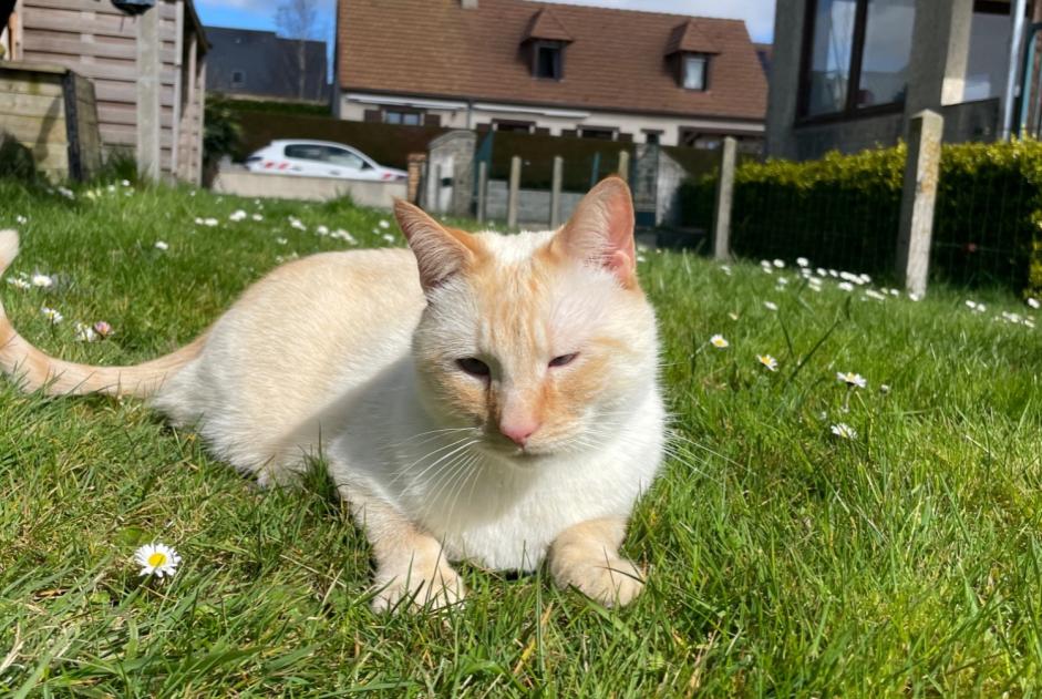 Vermisstmeldung Katze rassenmischung Männliche , 3 jahre Thaon Frankreich