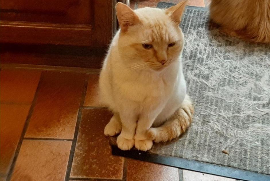 Vermisstmeldung Katze rassenmischung Männliche , 3 jahre Quévy Belgien