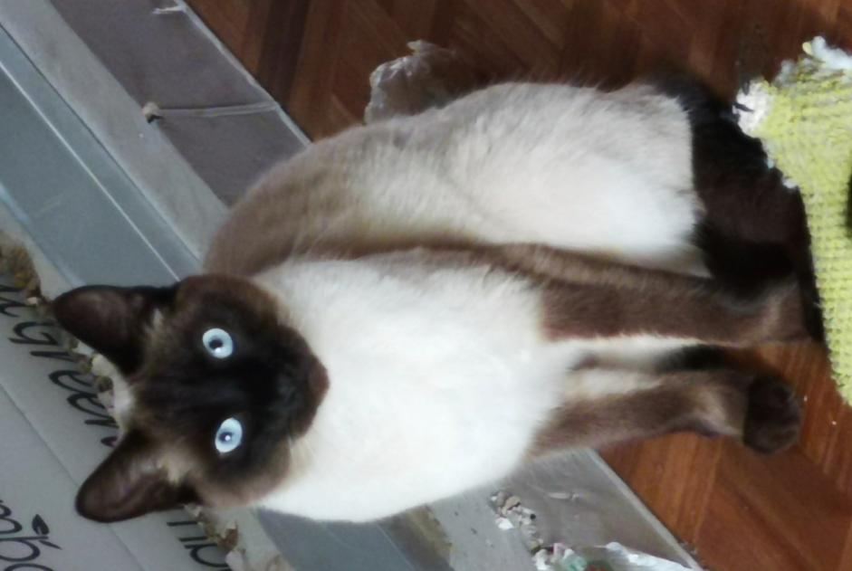 Vermisstmeldung Katze Männliche , 4 jahre Uccle Belgien