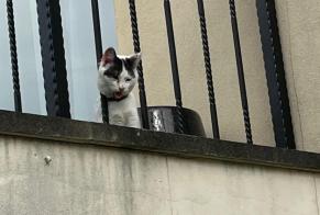 Fundmeldung Katze Unbekannt Savigny-sur-Orge Frankreich