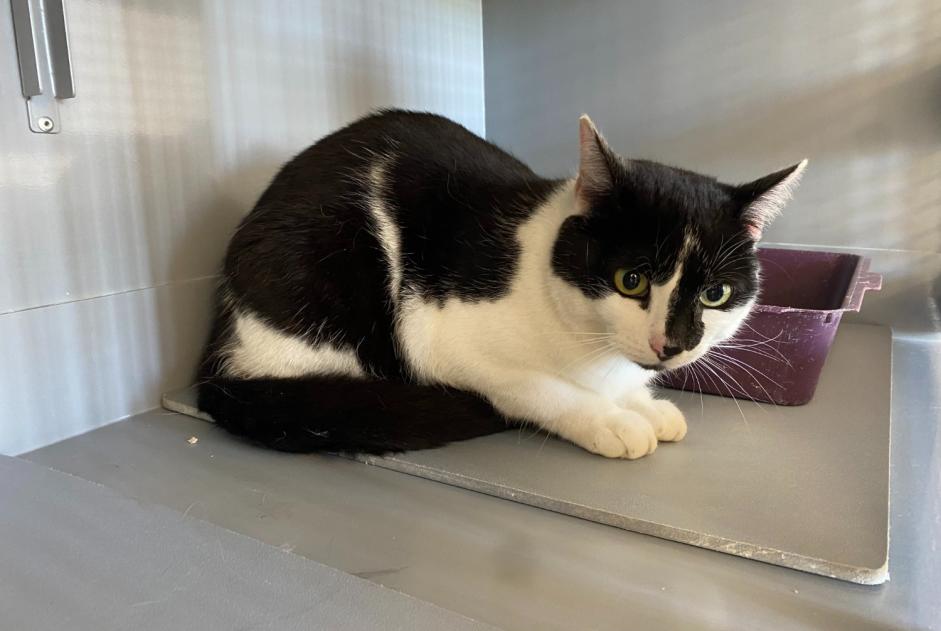 Fundmeldung Katze  Weiblich , 2 Jahre Achères Frankreich