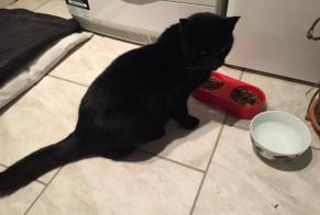 Vermisstmeldung Katze Männliche , 15 jahre Marcy Frankreich