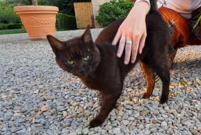 Fundmeldung Katze Männliche Val-Suzon Frankreich