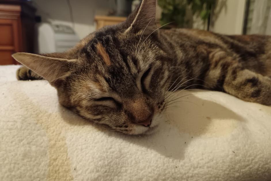 Vermisstmeldung Katze Weiblich , 1 jahre Bayonne Frankreich