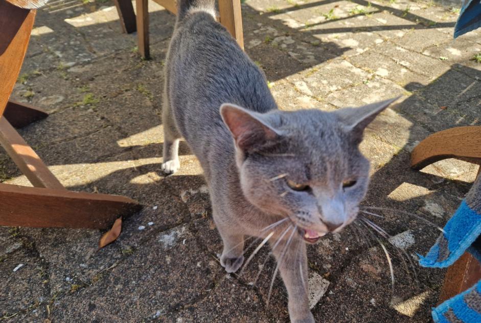 Fundmeldung Katze Männliche , 1 Jahr Plobannalec-Lesconil Frankreich