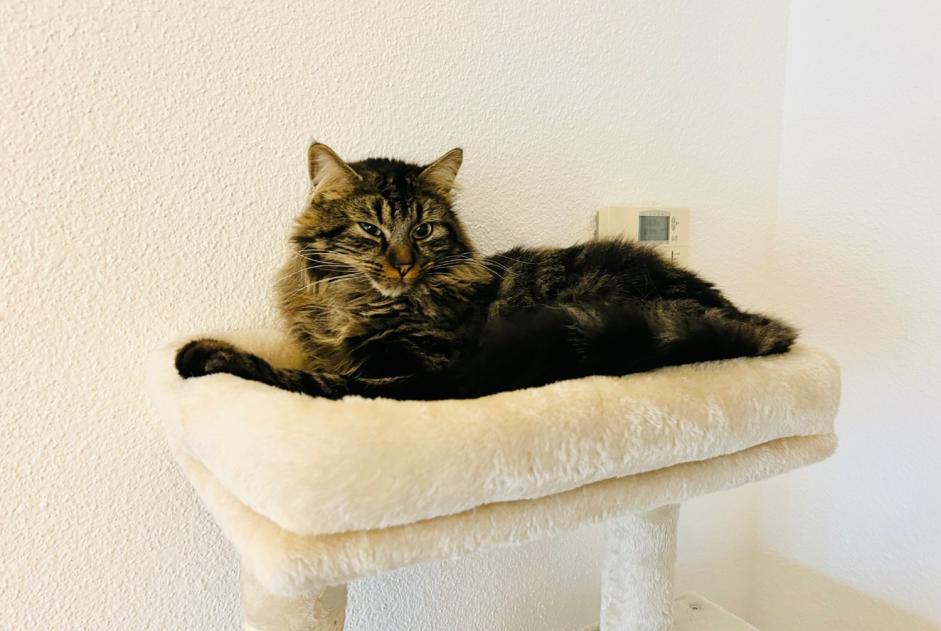 Vermisstmeldung Katze  Männliche , 3 jahre Ingersheim Frankreich