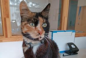 Fundmeldung Katze Unbekannt Valence Frankreich