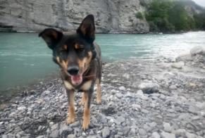 Vermisstmeldung Hund rassenmischung Männliche , 10 jahre Strasbourg Frankreich
