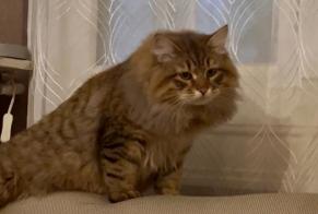 Vermisstmeldung Katze  Männliche , 1 jahre Romainville Frankreich