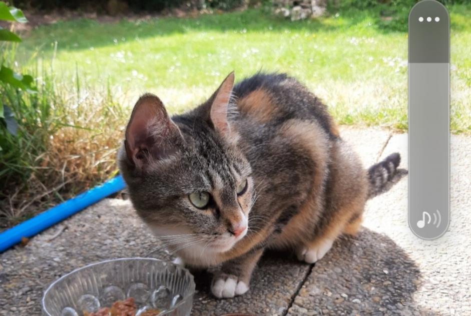 Fundmeldung Katze Weiblich , 1 Jahr Dourdan Frankreich