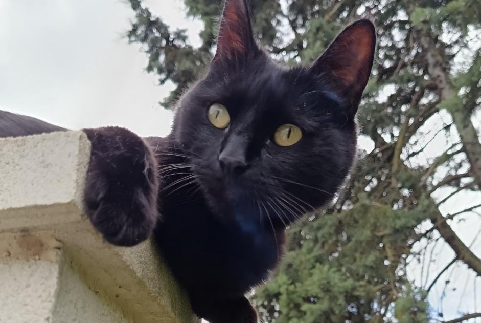 Vermisstmeldung Katze Männliche , 5 jahre Tinqueux Frankreich