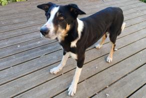 Fundmeldung Hund rassenmischung Männliche Tulle Frankreich