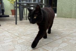 Fundmeldung Katze Weiblich Dalou Frankreich