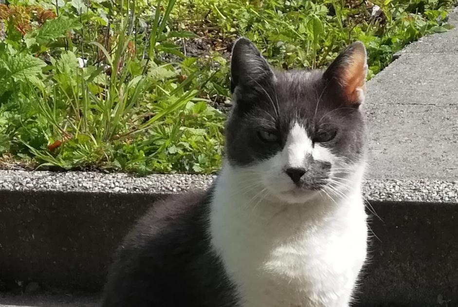 Disappearance alert Cat  Male , 10 years Liège Belgium