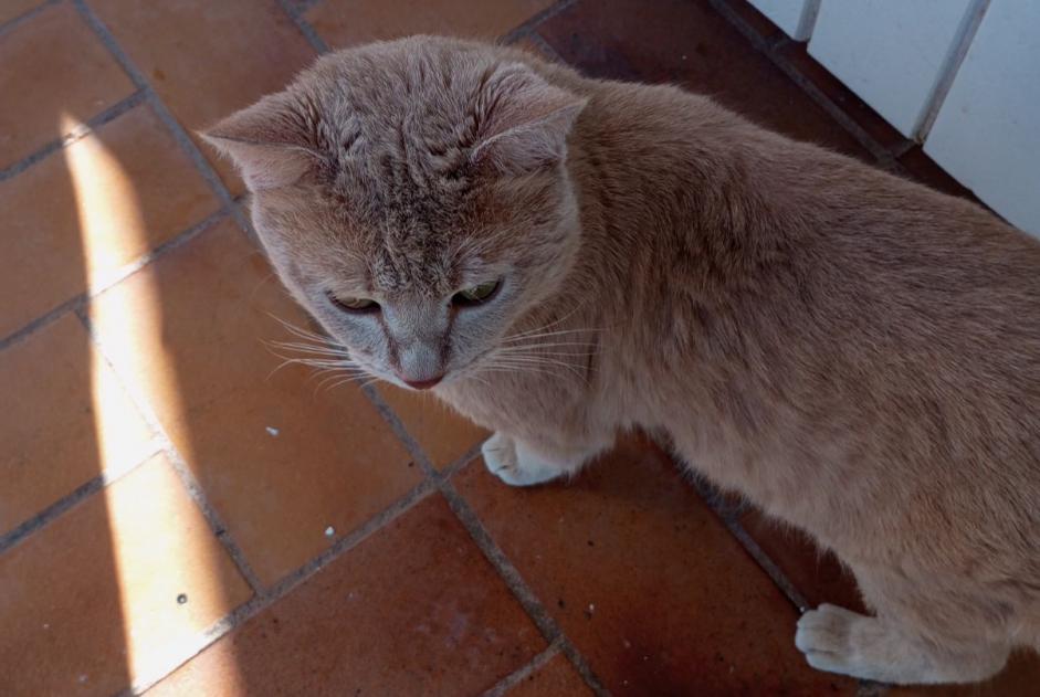 Disappearance alert Cat miscegenation Male , 2 years Le Cannet-des-Maures France