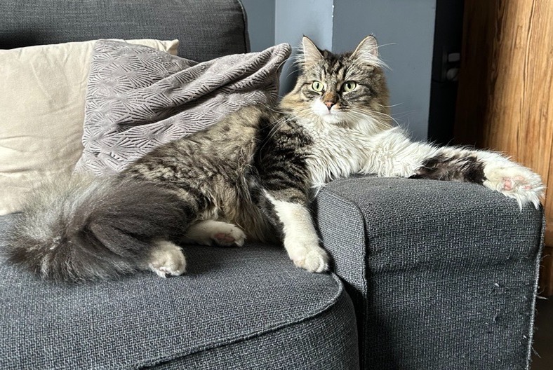 Disappearance alert Cat Male , 5 years Antoing Belgium