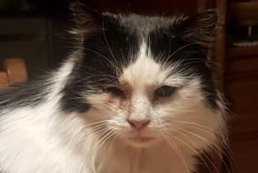 Disappearance alert Cat miscegenation Male , 9 years Tubize Belgium