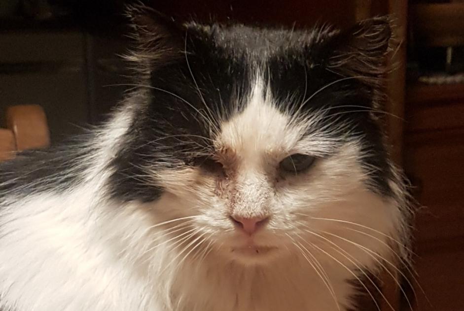 Disappearance alert Cat miscegenation Male , 9 years Tubize Belgium