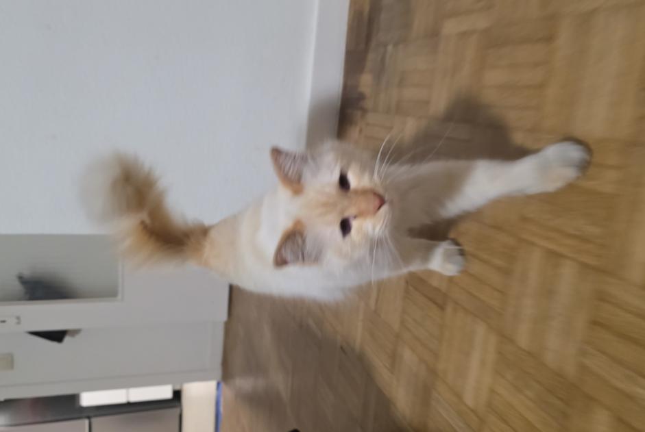 Discovery alert Cat Unknown Molenbeek-Saint-Jean Belgium
