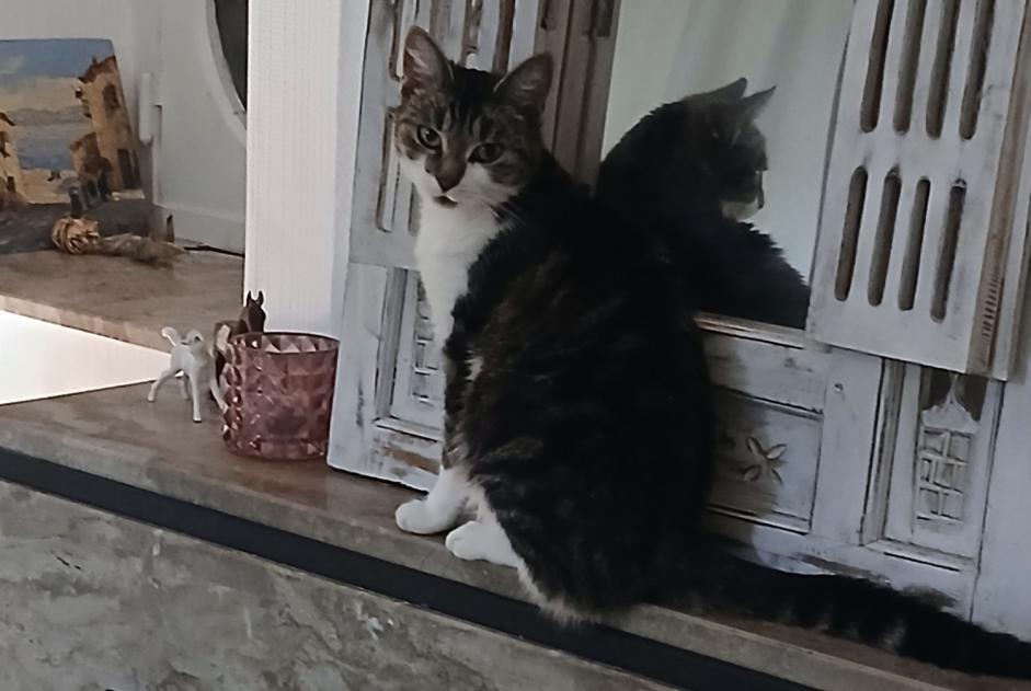 Disappearance alert Cat Female , 2 years Jodoigne Belgium