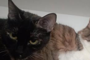 Disappearance alert Cat miscegenation Female , 4 years Bouillargues France